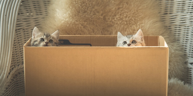 pet-relocation