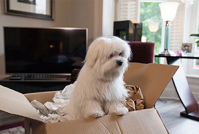 pet-relocation